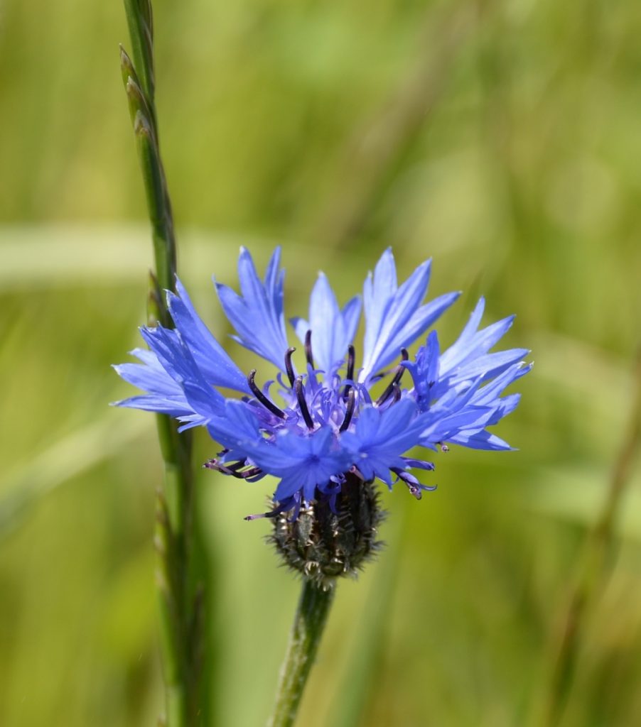 Fleurs bleues ou violettes – Espaces naturels