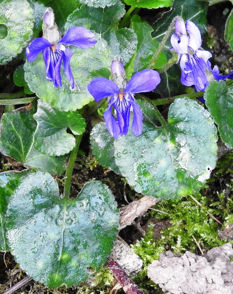 Fleurs bleues ou violettes – Espaces naturels